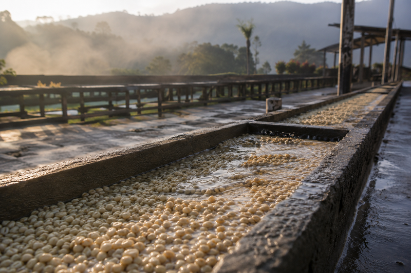Washed Processing: Precision, Clarity, and What Can Go Wrong